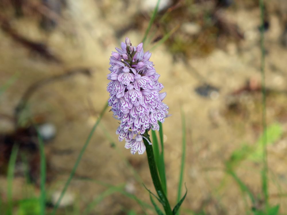 Orchidee Knabenkraut