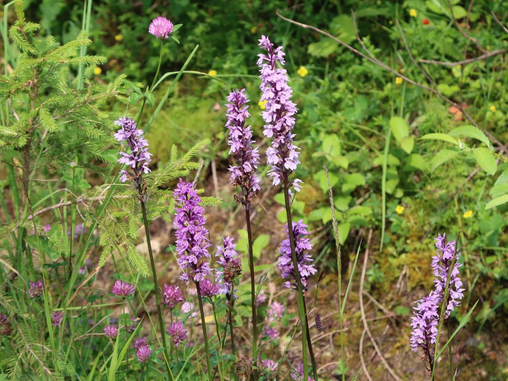 Orchidee Knabenkraut