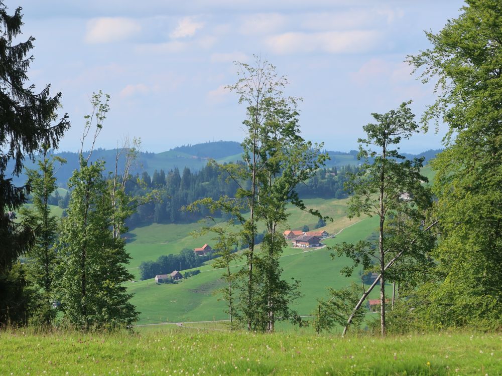 Blick durch Baumlücken