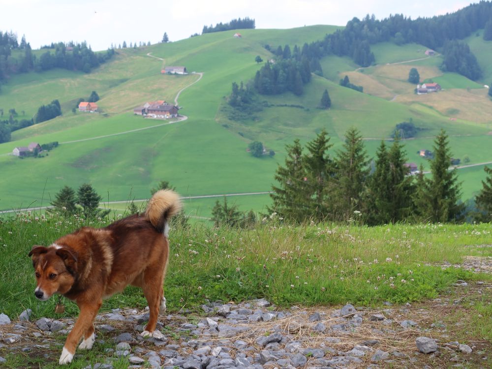 Hund bei Under Chapf