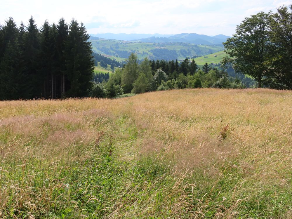 Spur durchs hohe Gras