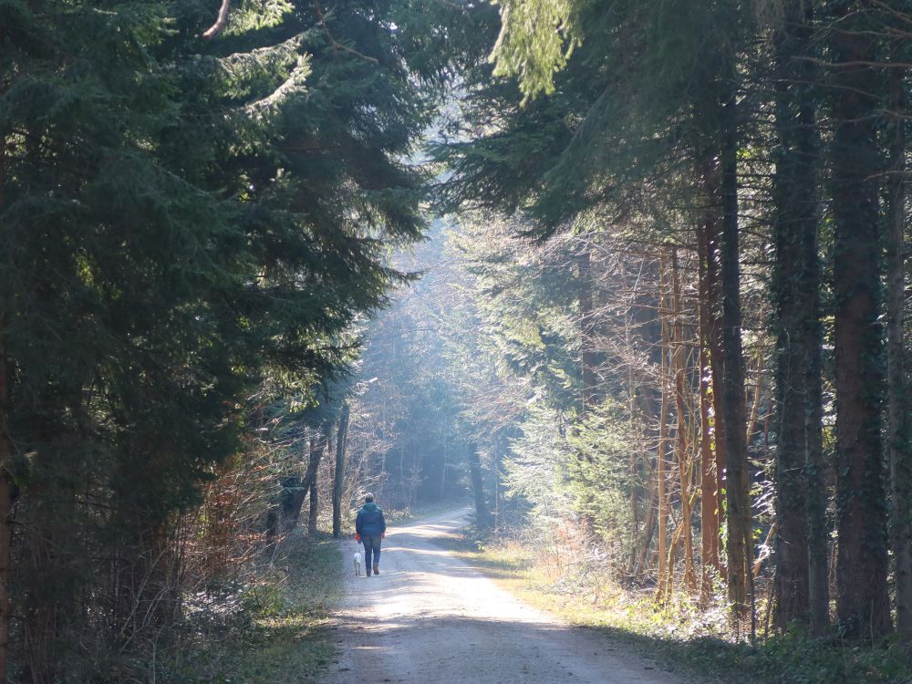 Waldweg mit Spaziergänger