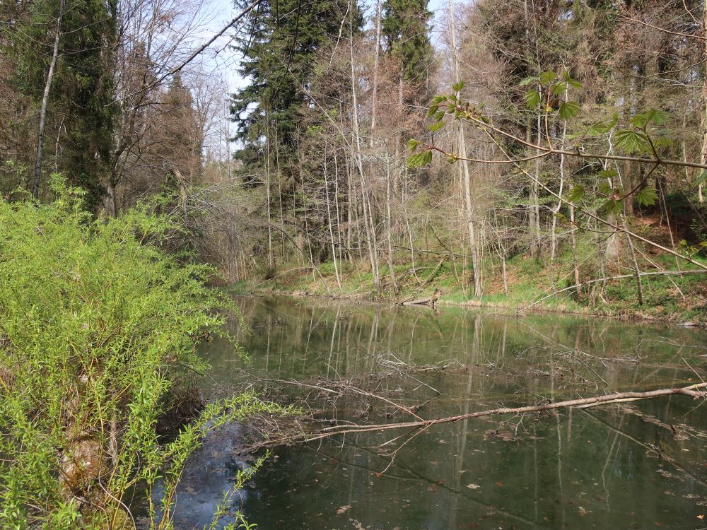 Teich im Tobelholz