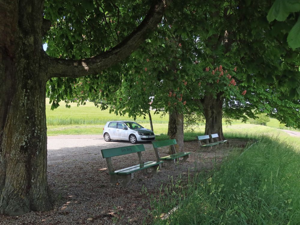 Parkplatz unter Kastanienbäumen