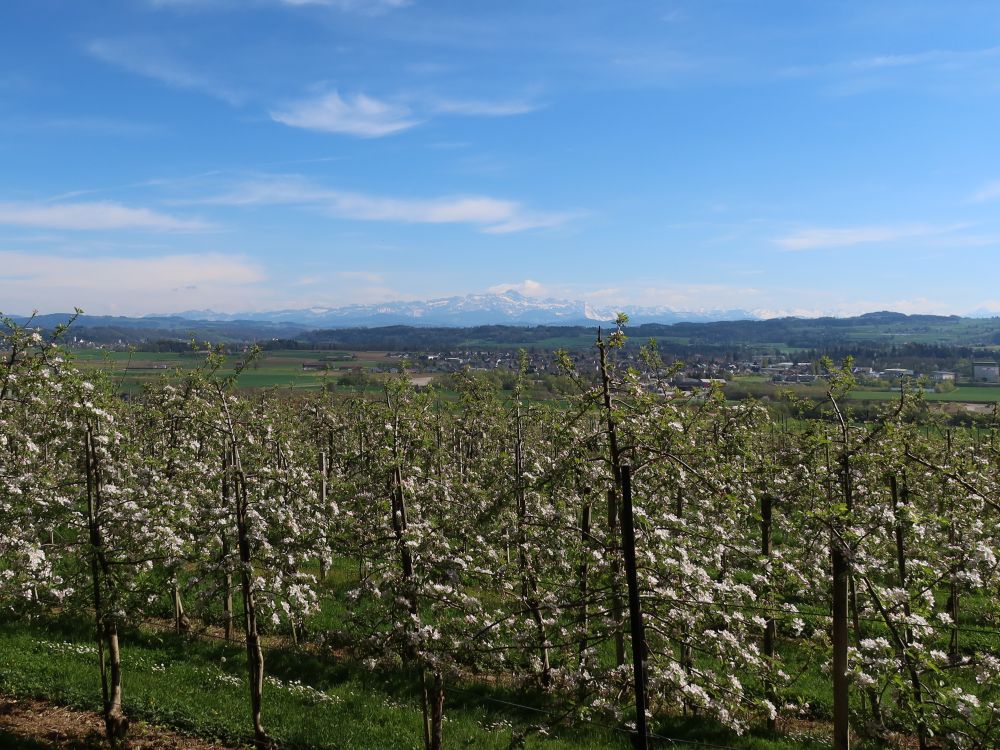 Apfelblüte mit Säntis