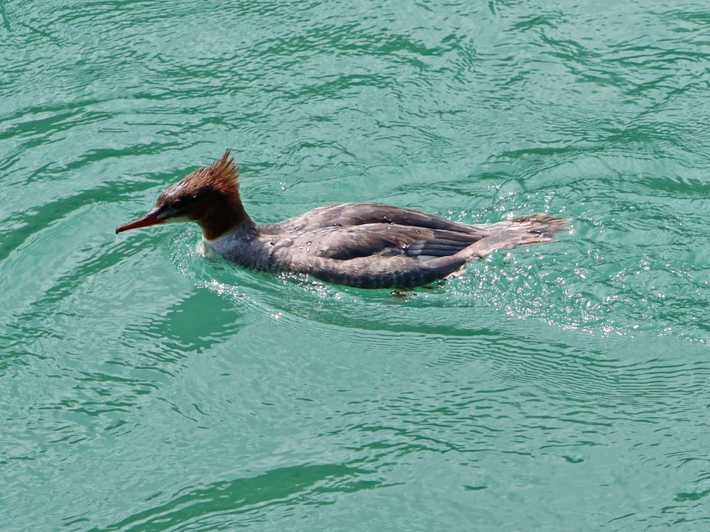 Gänsesäger in der Aare