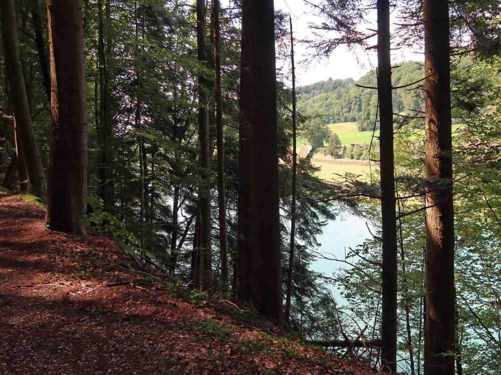 Weg im Bremgartenwald