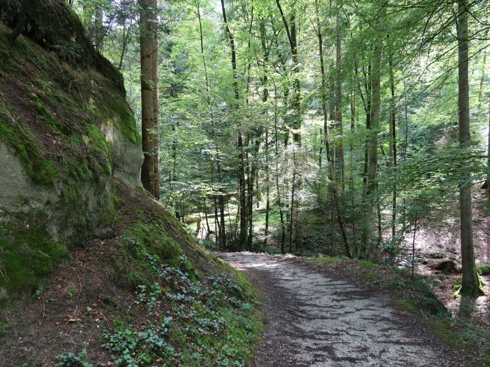 Weg im Bremgartenwald