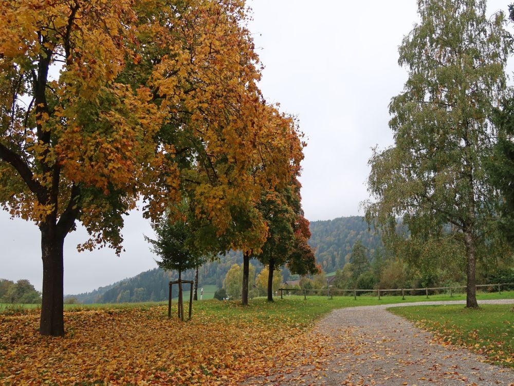 Herbstlaub am Parkplatz Bichelsee