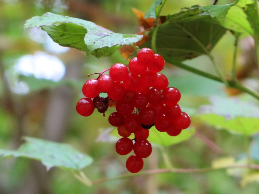 Beeren vom Schneeball
