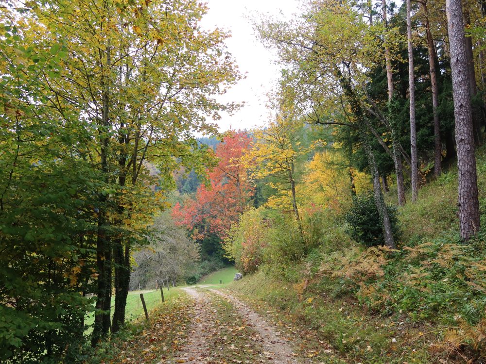 Weg im Herbstwald