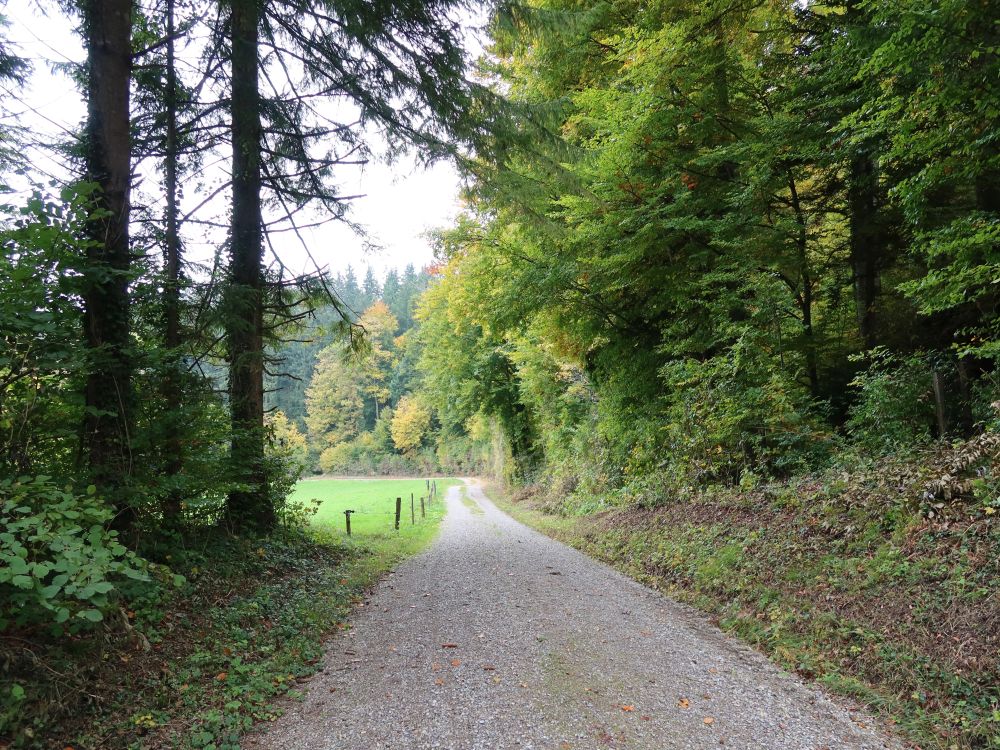 Waldweg