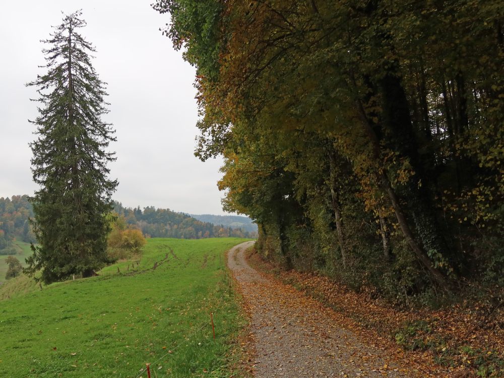 Weg am Waldrand