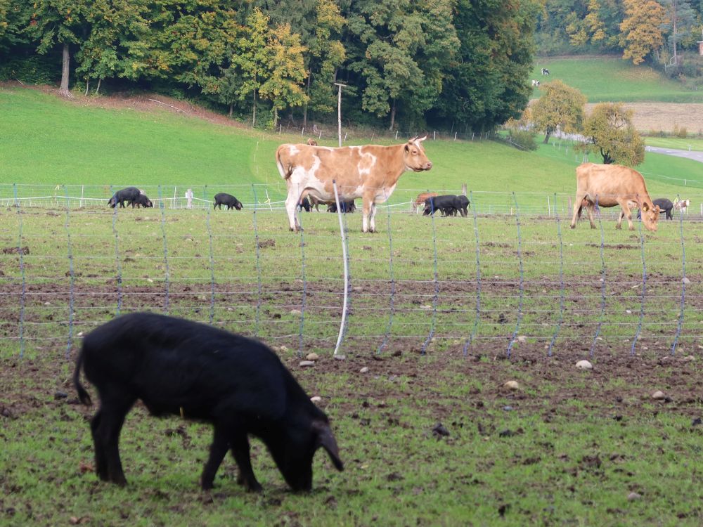 Schweine und Kühe