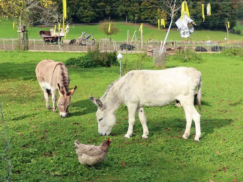 Esel mit Huhn