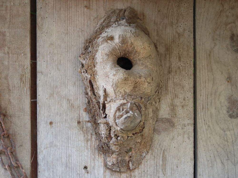 Astloch als Hummelnest