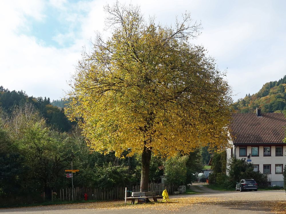 Herbstbaum im Dorfzentrum