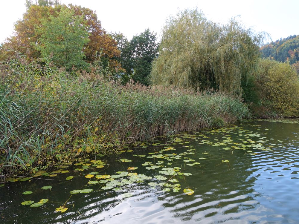 Schilf und Seerosenblätter