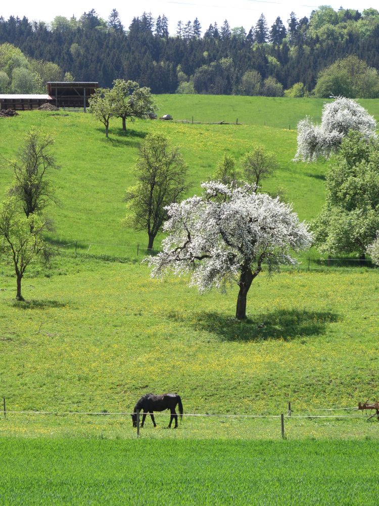 Blühender Baum mit Pferd