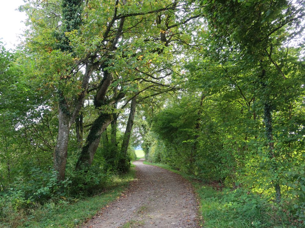 Waldweg