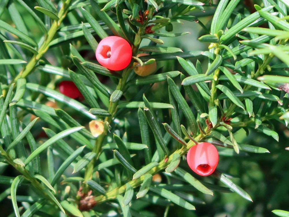 Eibe (Taxus)