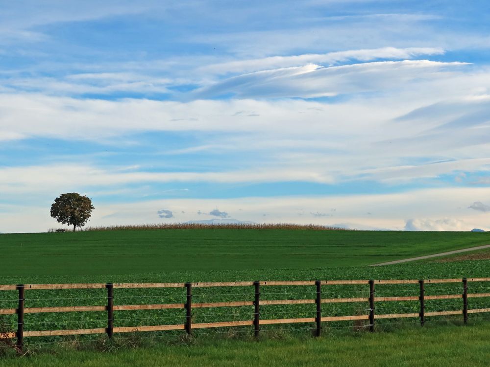 Baum und Wolken