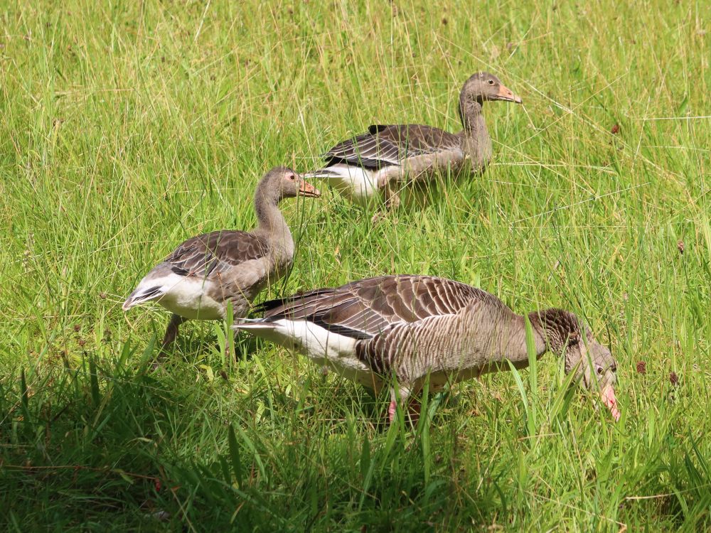 Gänse