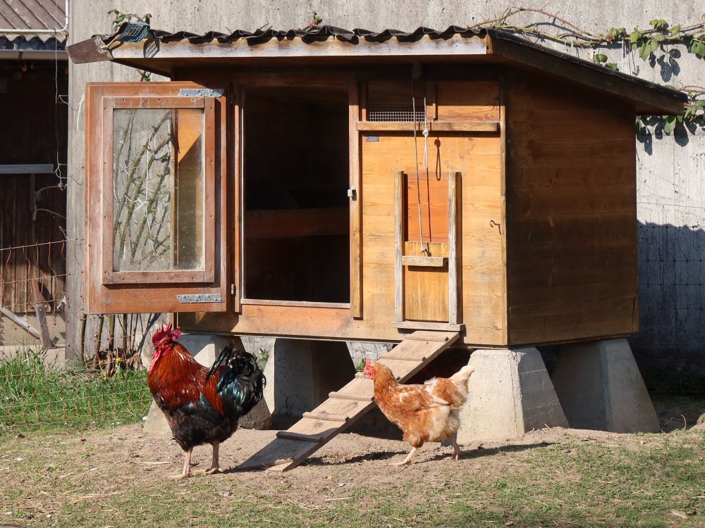 Hühner beim Bauernhof Taasel