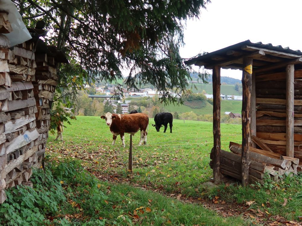 Kühe bei Ötschwil