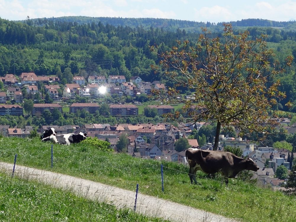 Kühe am Brüelberg