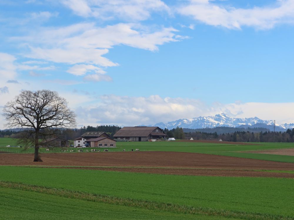 Bauernhof Höhi mit Säntis