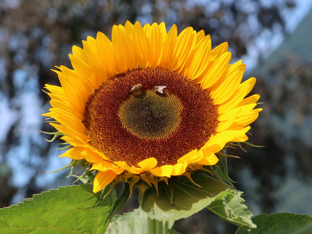 Sonnenblume