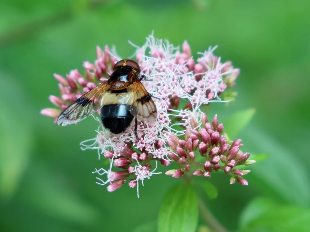 Waldschwebfliege auf Wasserdost