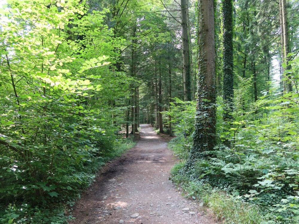 Waldweg