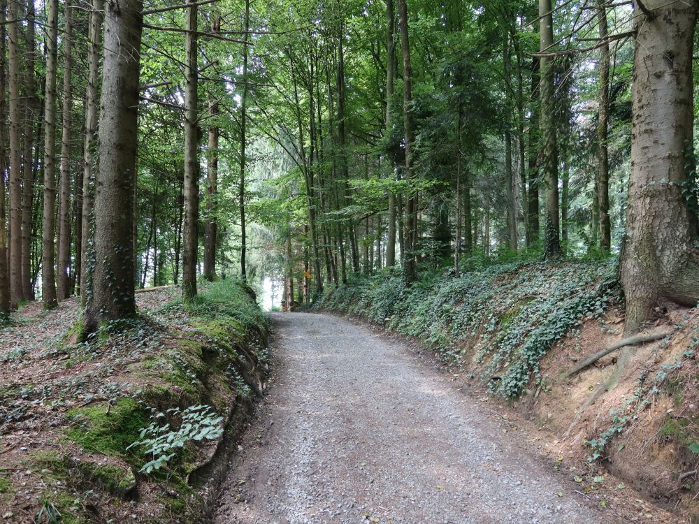 Waldweg