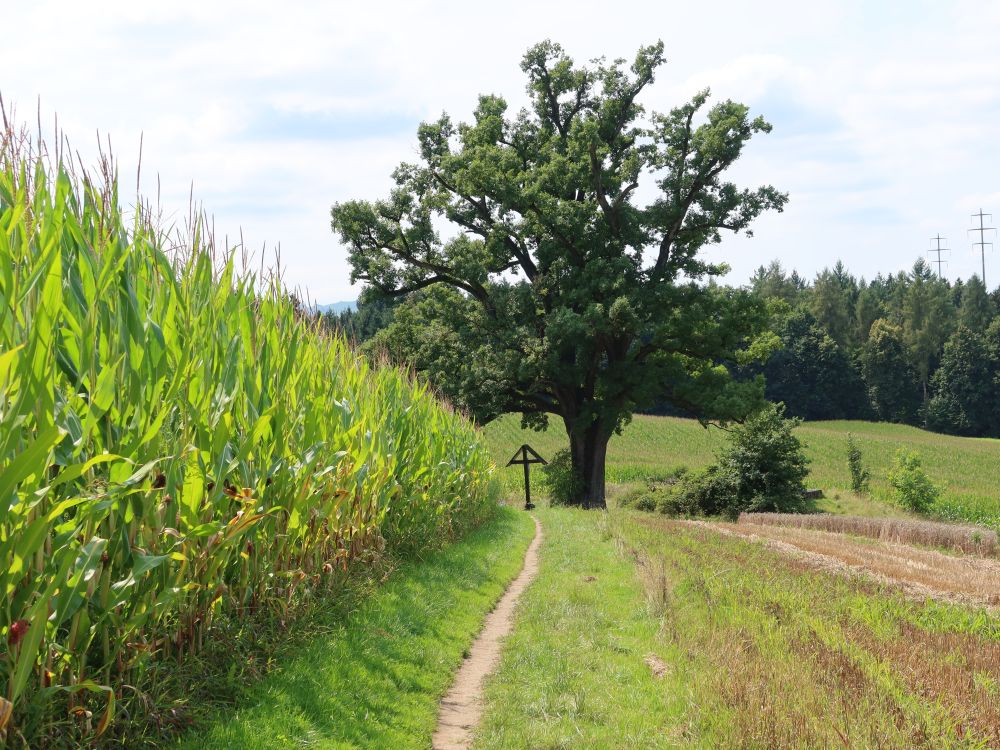 Pfad am Maisfeld