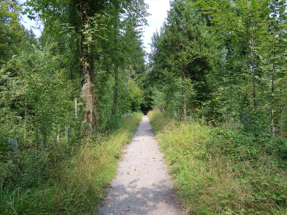 Pfad im Schiltwald