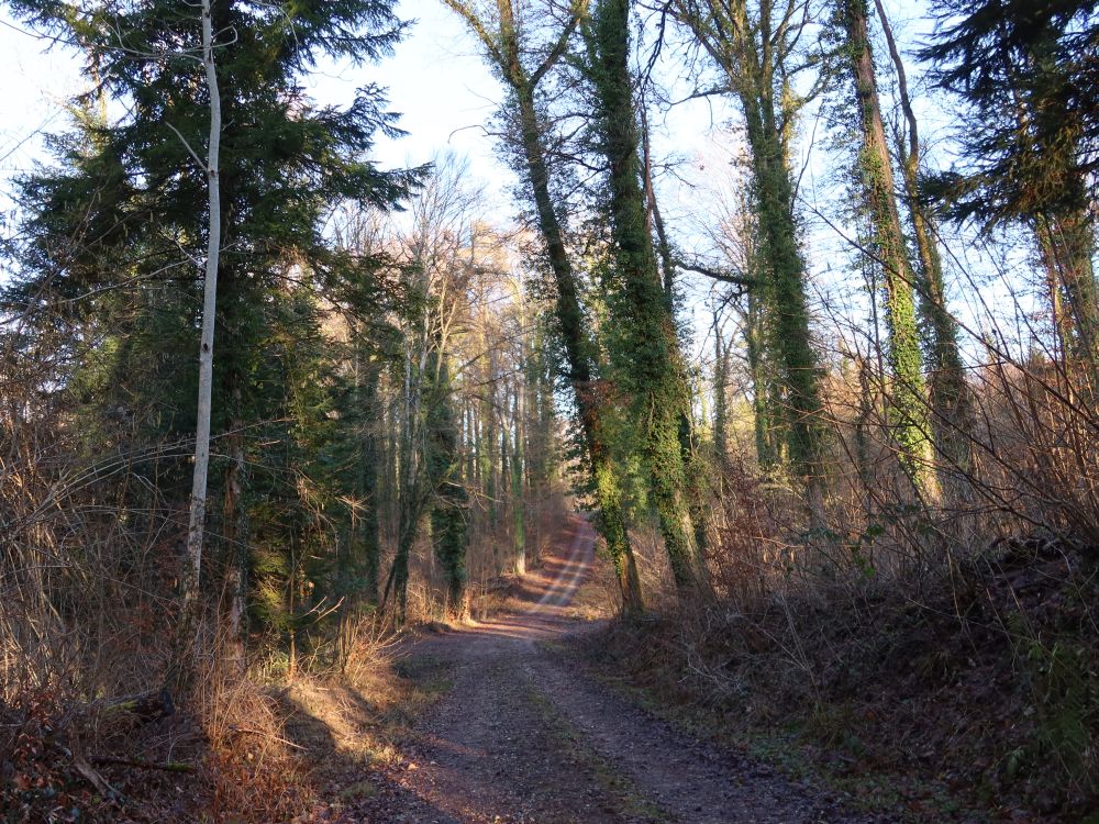 Waldweg im Zellerholz