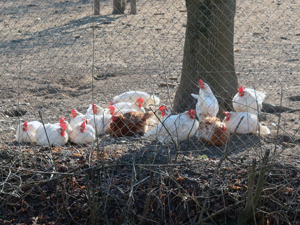 Hühner unterm Baum