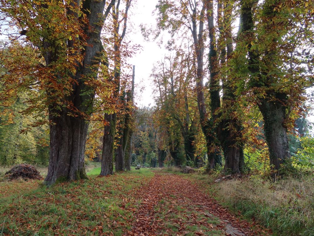 herbstliche Baumallee