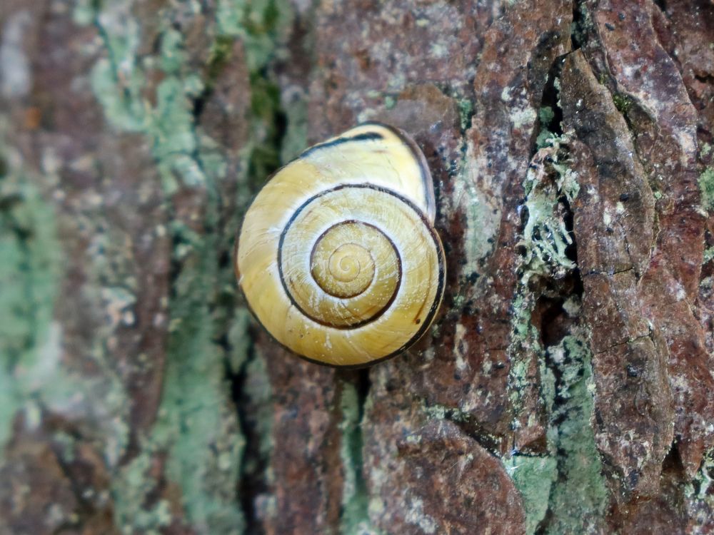 Schnecke am Baum