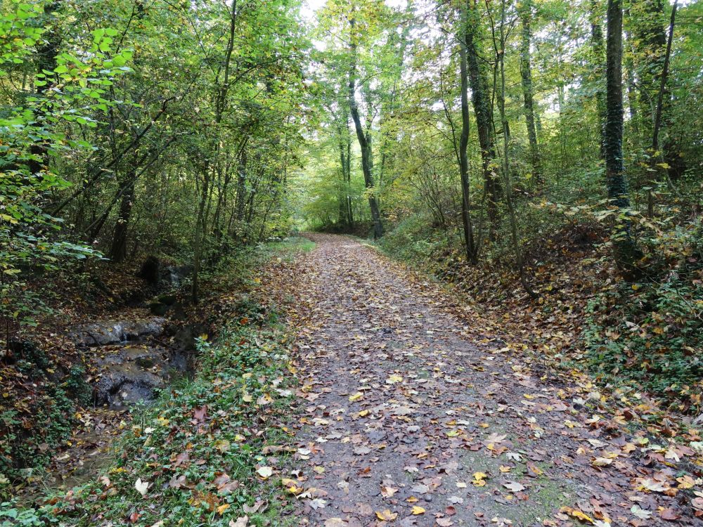 Waldweg am Bach