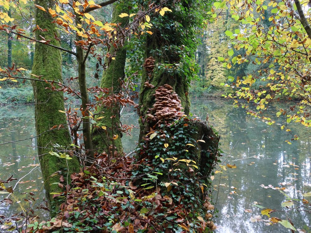 Baumpilze am Schwanenteich