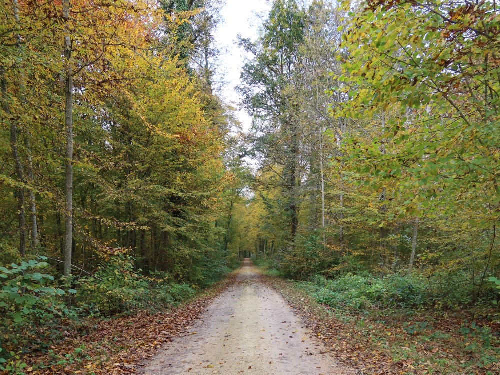 Waldweg