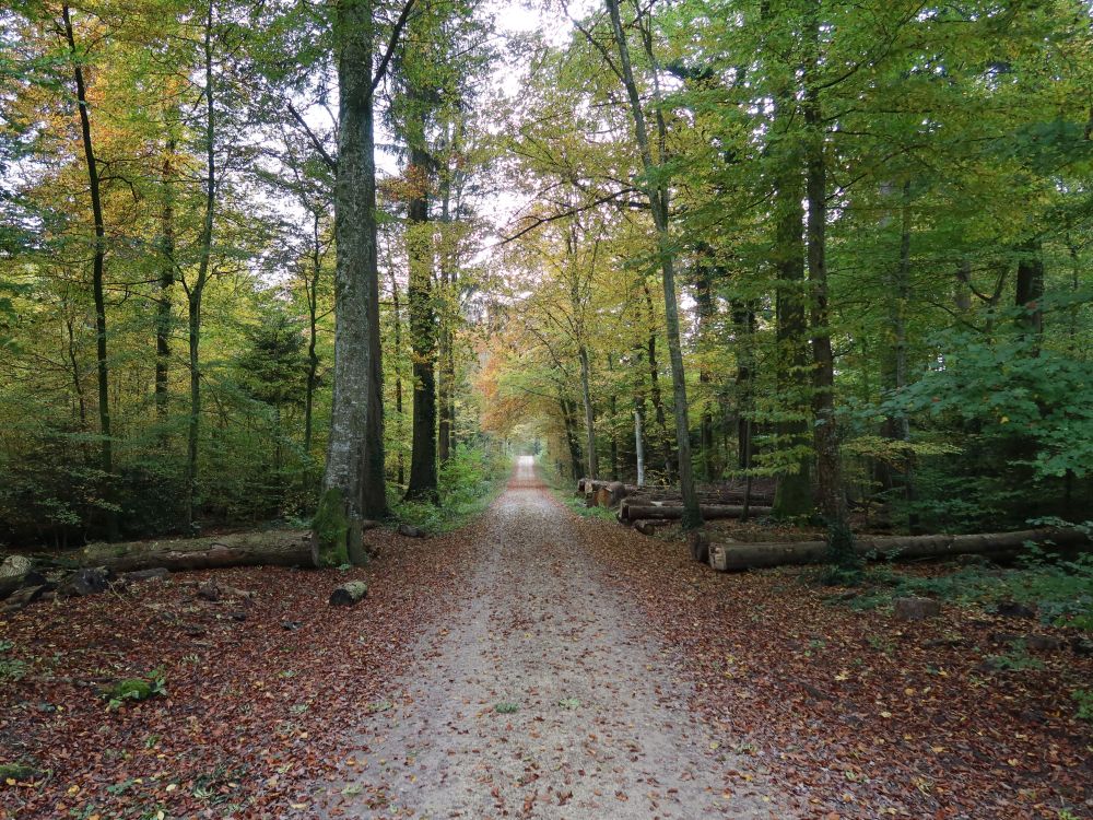 Waldweg