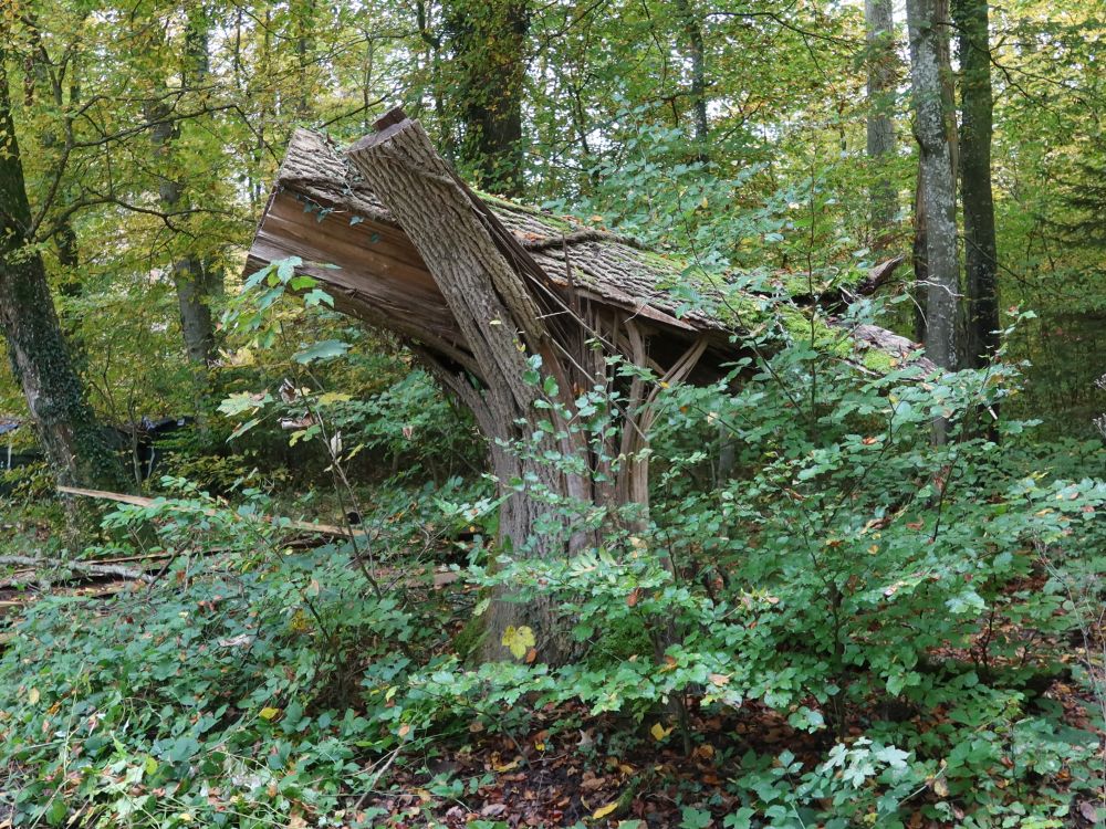 Baumstumpf abgeknickt