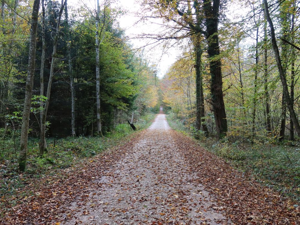 Waldweg