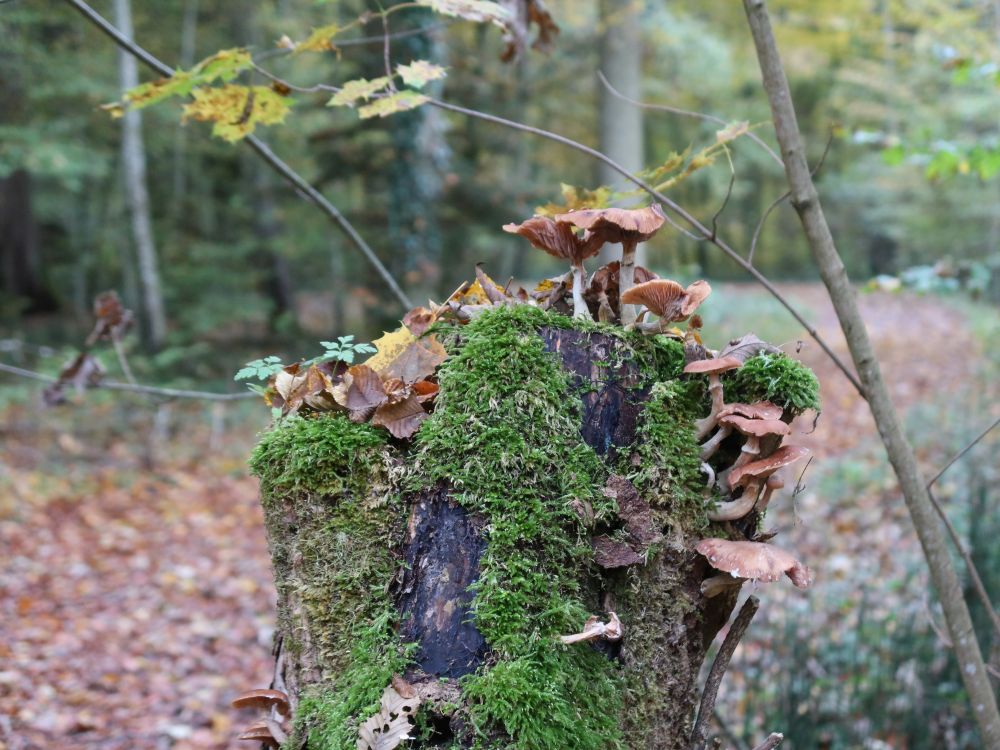 Pilze am Baumstumpf