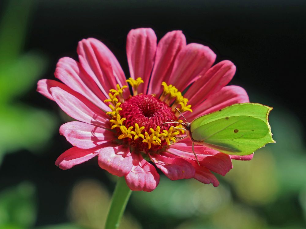 Schmetterling Zitronenfalter