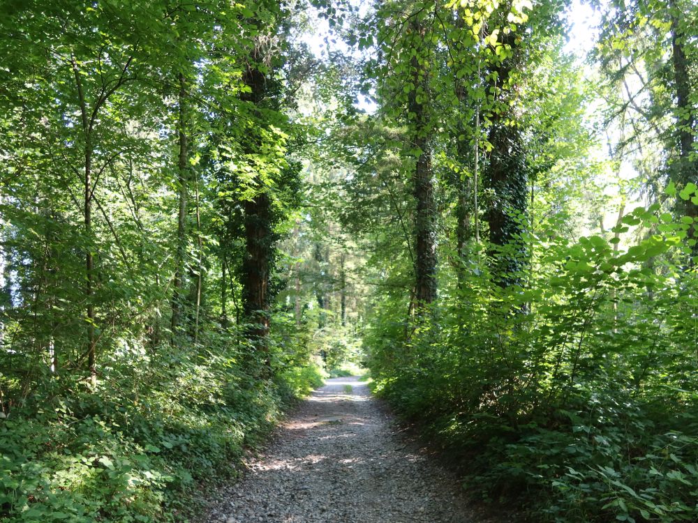 Waldweg